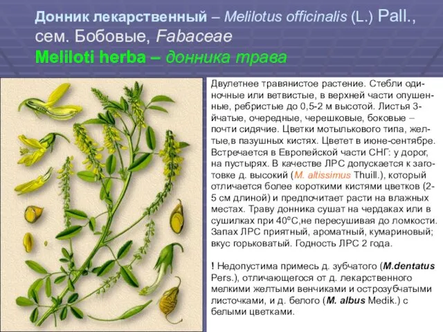 Донник лекарственный – Melilotus officinalis (L.) Pall., сем. Бобовые, Fabaceae Meliloti herba –