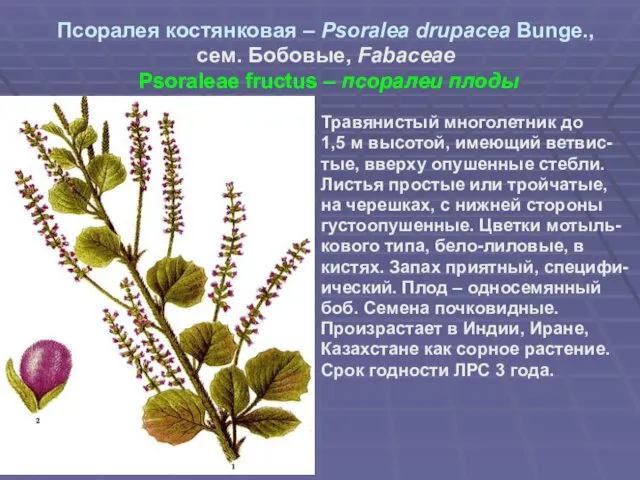 Псоралея костянковая – Psoralea drupacea Bunge., сем. Бобовые, Fabaceae Psoraleae fructus – псоралеи