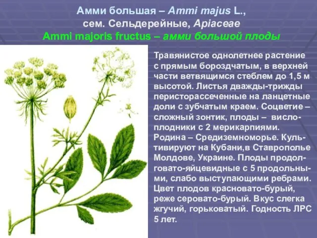 Амми большая – Ammi majus L., сем. Сельдерейные, Apiaceae Ammi majoris fructus –