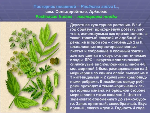Пастернак посевной – Pastinaca sativa L., сем. Сельдерейные, Apiaceae Pastinacae fructus – пастернака