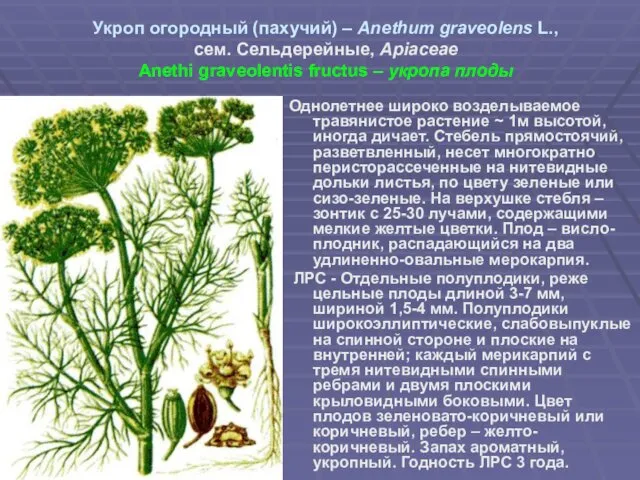 Укроп огородный (пахучий) – Anethum graveolens L., сем. Сельдерейные, Apiaceae Anethi graveolentis fructus