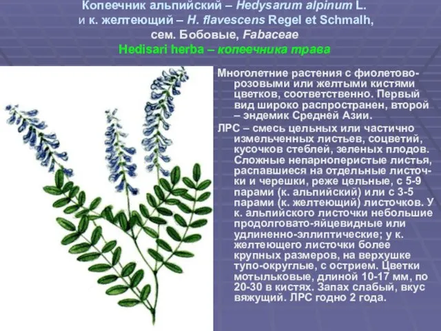 Копеечник альпийский – Hedysarum alpinum L. и к. желтеющий – H. flavescens Regel