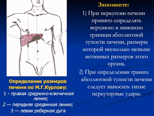 Определение размеров печени по М.Г.Курлову: 1 - правая срединно-ключичная линия;