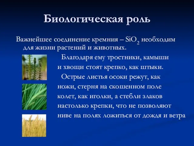 Биологическая роль Важнейшее соединение кремния – SiO2 необходим для жизни