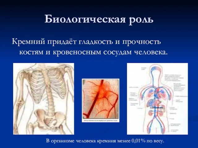 Биологическая роль Кремний придаёт гладкость и прочность костям и кровеносным