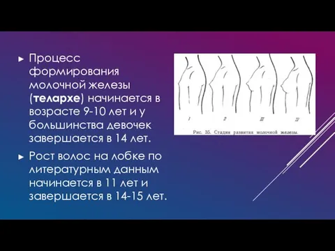 Процесс формирования молочной железы (телархе) начинается в возрасте 9-10 лет