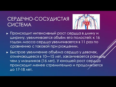 СЕРДЕЧНО-СОСУДИСТАЯ СИСТЕМА Происходит интенсивный рост сердца в длину и ширину,