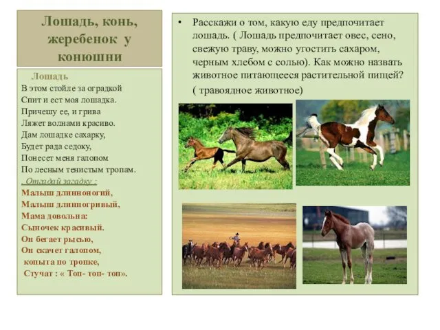 Лошадь, конь, жеребенок у конюшни Расскажи о том, какую еду предпочитает лошадь. (