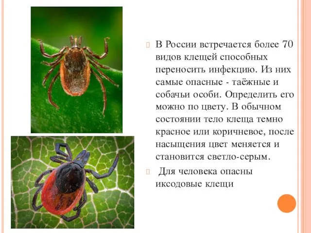 В России встречается более 70 видов клещей способных переносить инфекцию. Из них самые