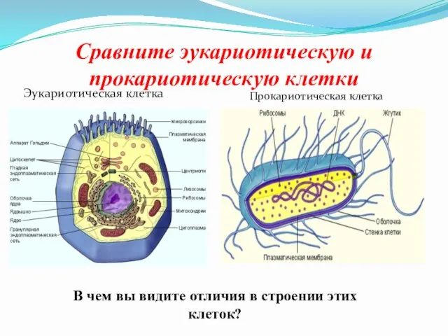 Сравните эукариотическую и прокариотическую клетки В чем вы видите отличия