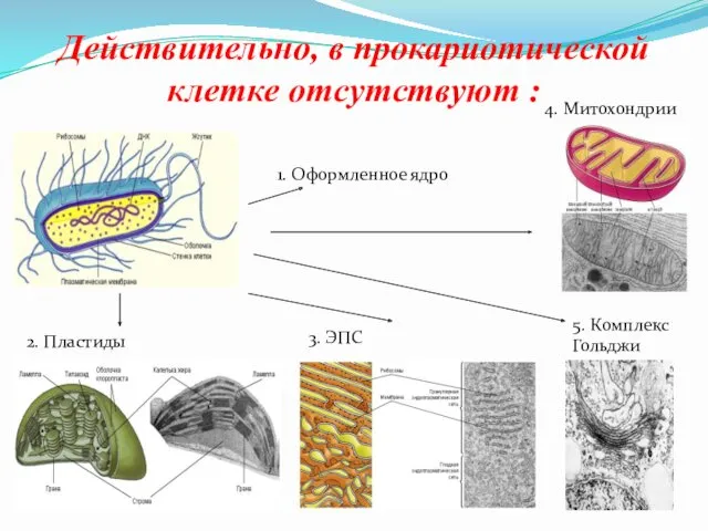 Действительно, в прокариотической клетке отсутствуют : 1. Оформленное ядро 2.