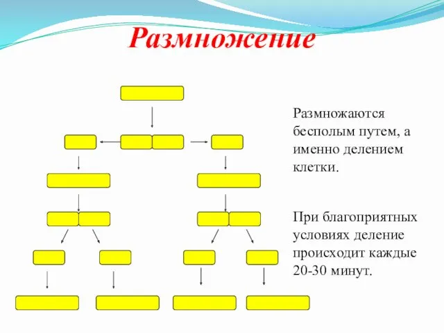 Размножение Размножаются бесполым путем, а именно делением клетки. При благоприятных условиях деление происходит каждые 20-30 минут.