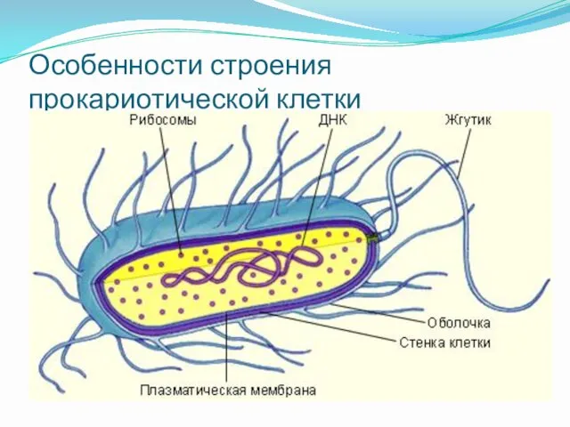 Особенности строения прокариотической клетки