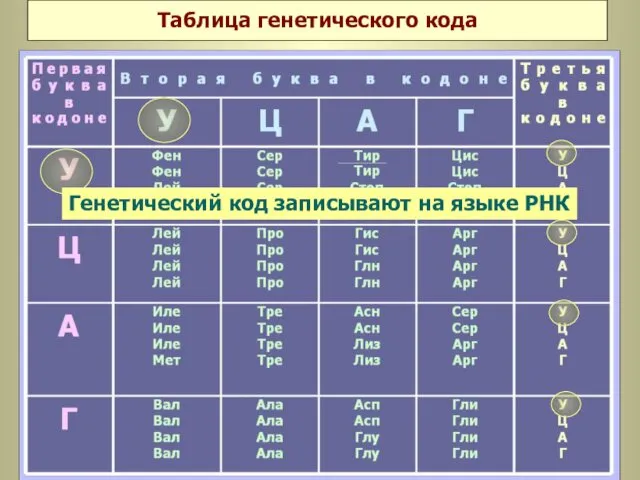 Таблица генетического кода Генетический код записывают на языке РНК