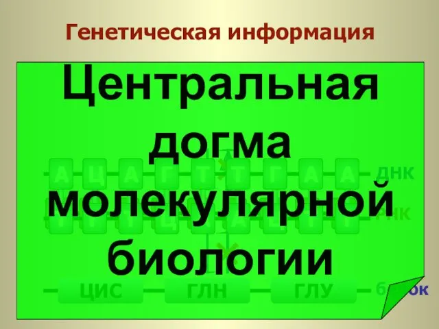 Генетическая информация Центральная догма молекулярной биологии