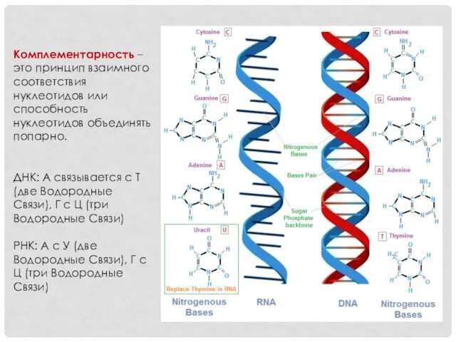 Комплементарность – это принцип взаимного соответствия нуклеотидов или способность нуклеотидов