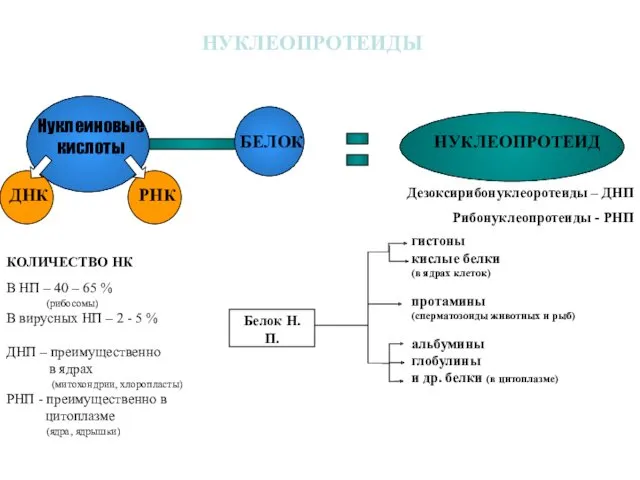 гистоны кислые белки (в ядрах клеток) протамины (сперматозоиды животных и