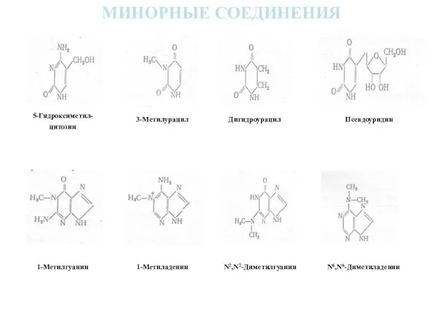 МИНОРНЫЕ СОЕДИНЕНИЯ 5-Гидроксиметил- цитозин Дигидроурацил 3-Метилурацил Псевдоуридин 1-Метилгуанин 1-Метиладенин N2,N2-Диметилгуанин N6,N6-Диметиладенин