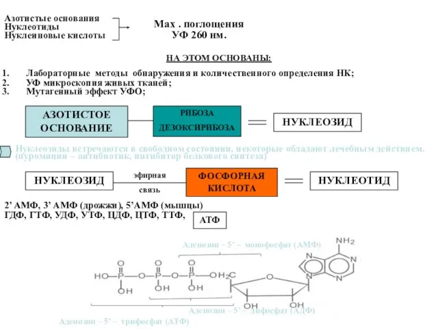 Азотистые основания Нуклеотиды Нуклеиновые кислоты Мах . поглощения УФ 260