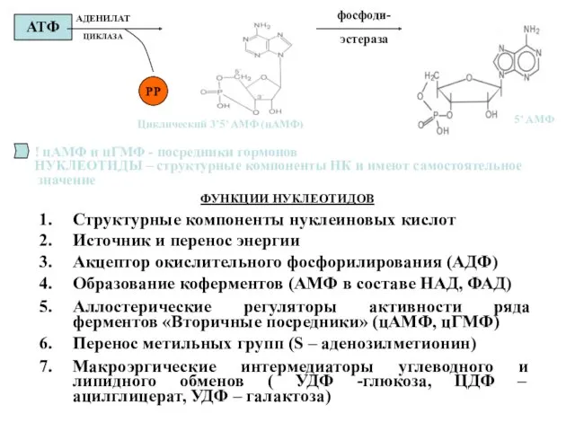 ФУНКЦИИ НУКЛЕОТИДОВ Структурные компоненты нуклеиновых кислот Источник и перенос энергии