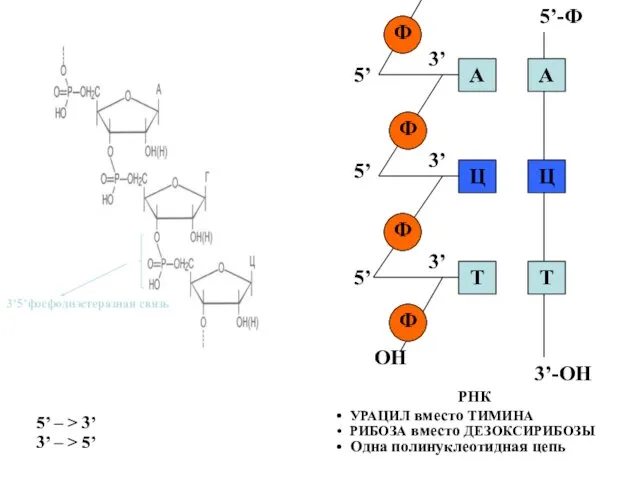 РНК УРАЦИЛ вместо ТИМИНА РИБОЗА вместо ДЕЗОКСИРИБОЗЫ Одна полинуклеотидная цепь