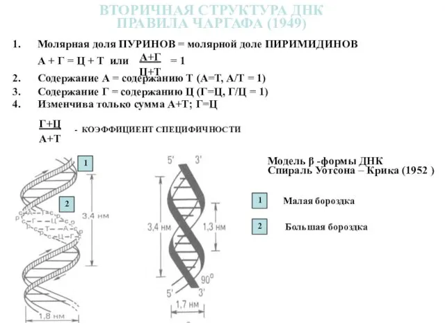 ВТОРИЧНАЯ СТРУКТУРА ДНК ПРАВИЛА ЧАРГАФА (1949) Модель β -формы ДНК