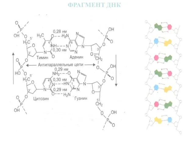 ФРАГМЕНТ ДНК