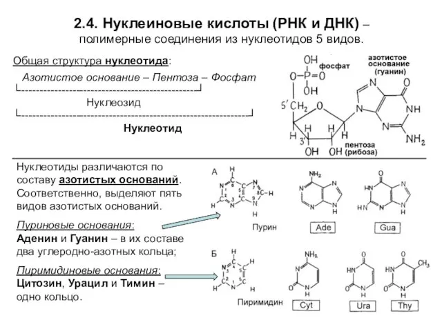 2.4. Нуклеиновые кислоты (РНК и ДНК) – полимерные соединения из