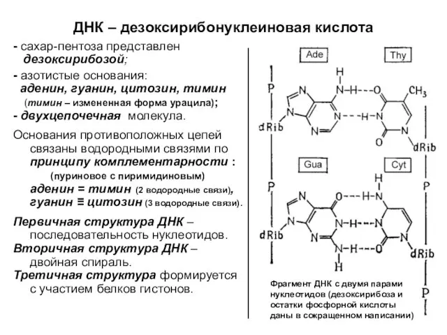 ДНК – дезоксирибонуклеиновая кислота - сахар-пентоза представлен дезоксирибозой; - азотистые