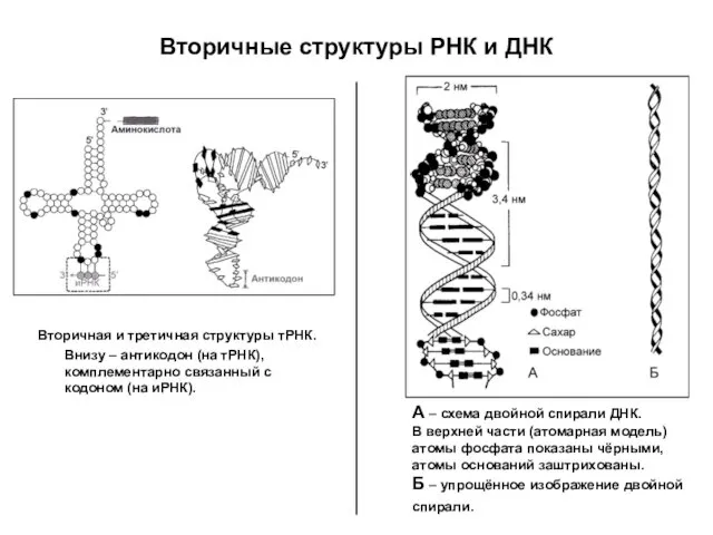 Вторичные структуры РНК и ДНК Вторичная и третичная структуры тРНК.