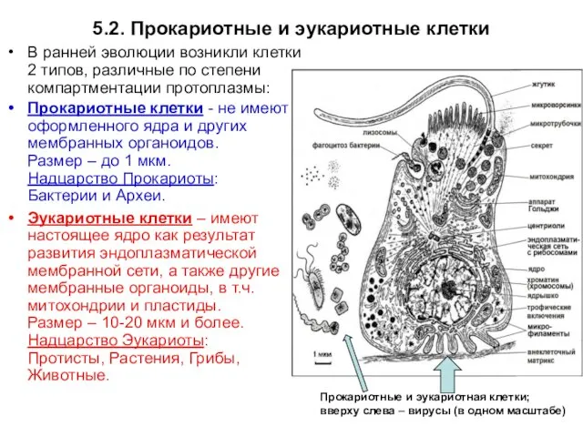 5.2. Прокариотные и эукариотные клетки В ранней эволюции возникли клетки