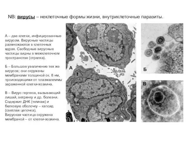 NB: вирусы – неклеточные формы жизни, внутриклеточные паразиты. А –
