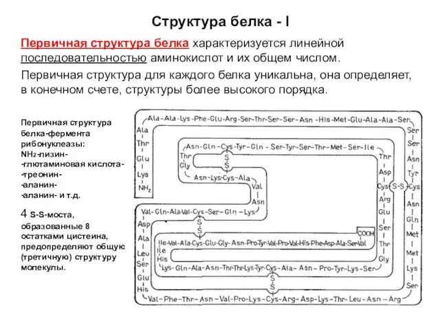 Структура белка - I Первичная структура белка характеризуется линейной последовательностью