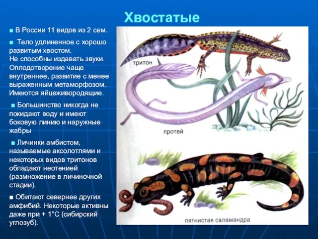 Хвостатые ■ В России 11 видов из 2 сем. ■