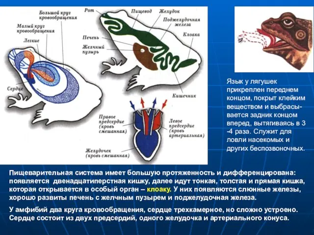 Пищеварительная система имеет большую протяженность и дифференцирована: появляется двенадцатиперстная кишку,