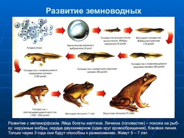 Развитие земноводных Развитие с метаморфозом. Яйца богаты желтком. Личинка (головастик)