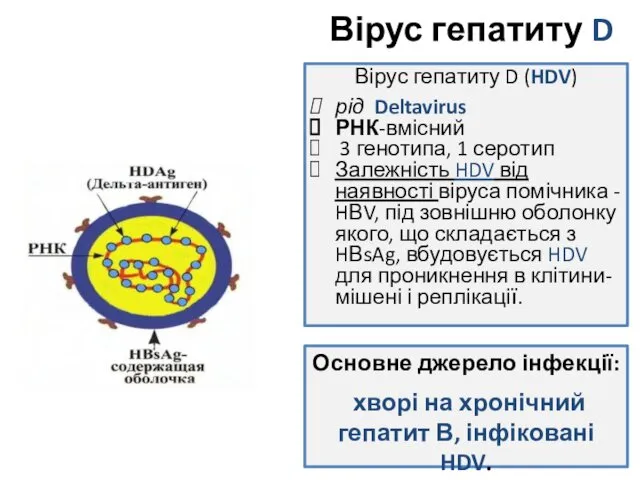 Вірус гепатиту D Вірус гепатиту D (HDV) рід Deltavirus РНК-вмісний