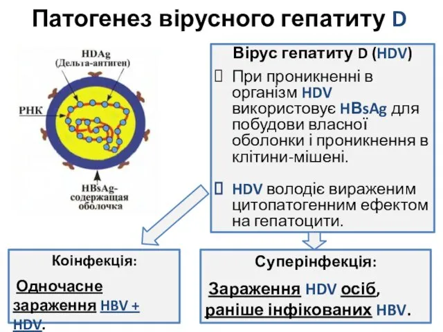 Патогенез вірусного гепатиту D Вірус гепатиту D (HDV) При проникненні