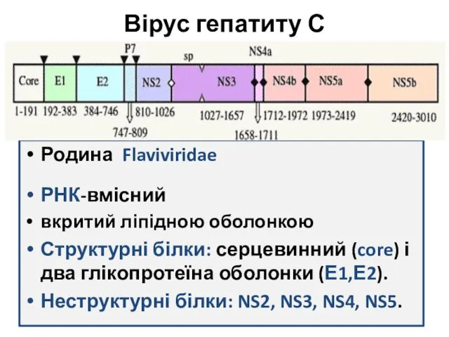 Вірус гепатиту С Родина Flaviviridae РНК-вмісний вкритий ліпідною оболонкою Структурні
