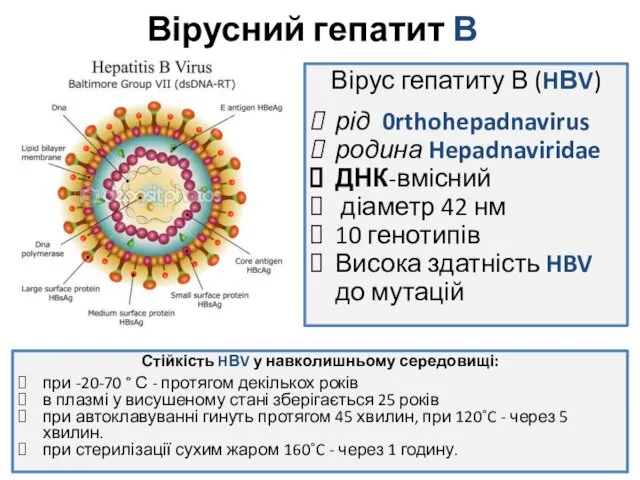Вірусний гепатит В Вірус гепатиту В (HВV) рід 0rthohepadnavirus родина
