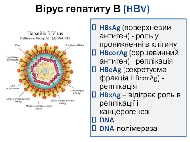 Вірус гепатиту В (HВV) HBsAg (поверхневий антиген) - роль у