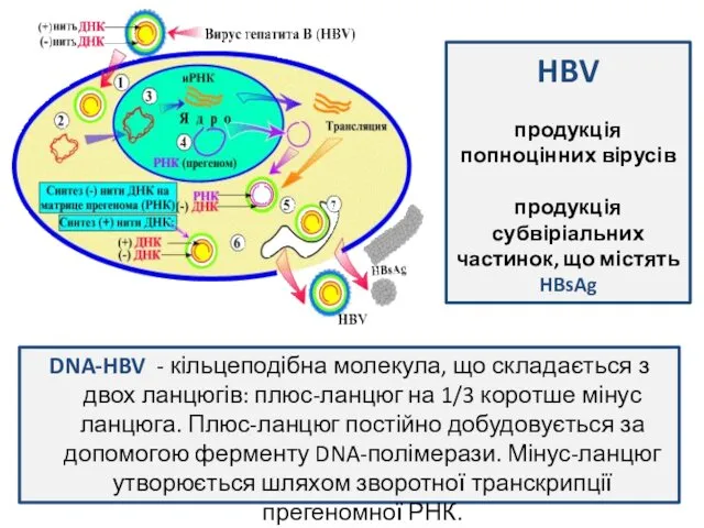 HBV продукція попноцінних вірусів продукція субвіріальних частинок, що містять HBsAg