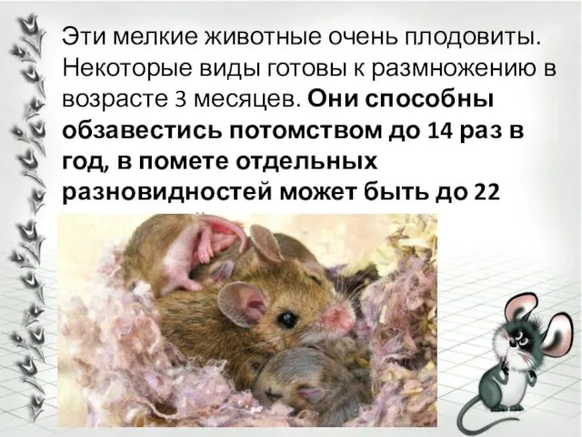 Эти мелкие животные очень плодовиты. Некоторые виды готовы к размножению