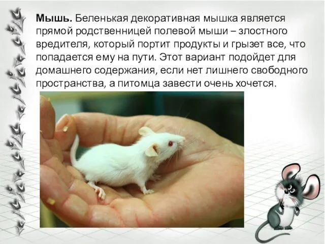 Мышь. Беленькая декоративная мышка является прямой родственницей полевой мыши – злостного вредителя, который