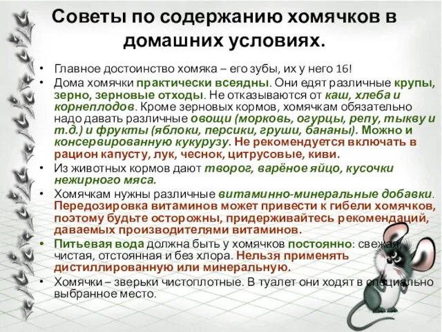 Советы по содержанию хомячков в домашних условиях. Главное достоинство хомяка – его зубы,