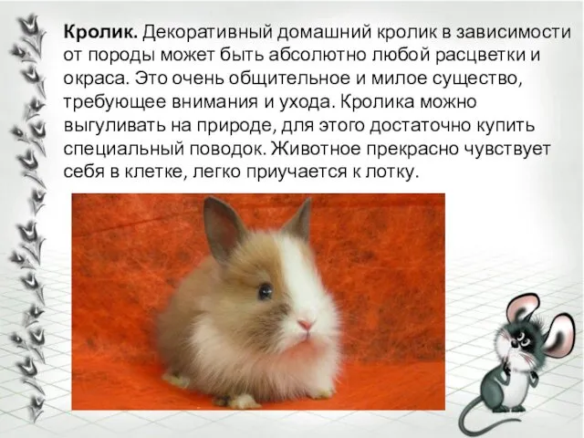 Кролик. Декоративный домашний кролик в зависимости от породы может быть абсолютно любой расцветки