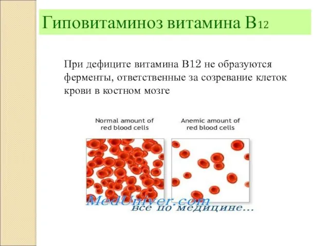 При дефиците витамина В12 не образуются ферменты, ответственные за созревание