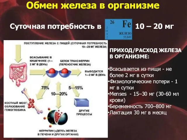 Обмен железа в организме Суточная потребность в 10 – 20