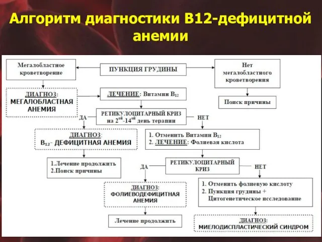 Алгоритм диагностики В12-дефицитной анемии