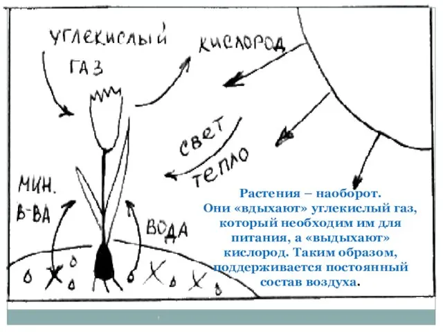 Растения – наоборот. Они «вдыхают» углекислый газ, который необходим им